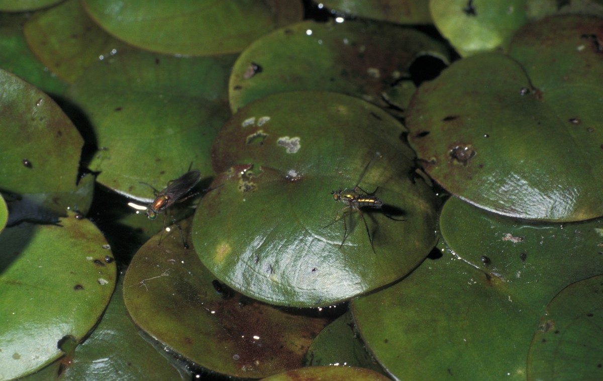 Poecilobothrus nobilitatus